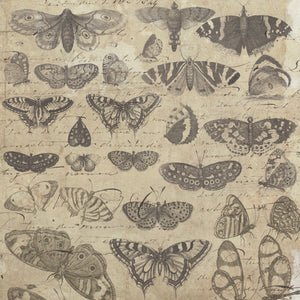 Creative Expressions Sam Poole - Nature's Compendium 8 x 8 Paper Pad