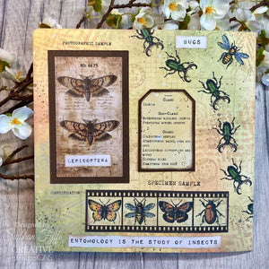 Creative Expressions Tracie Fox Creative A5 Clear Stamp Set - Entomology Passport Elements