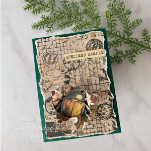 Creative Expressions Tracie Fox Creative A5 Clear Stamp Set - Entomology Passport Elements