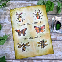 Creative Expressions Tracie Fox Creative A5 Clear Stamp Set - Bugology Negatives